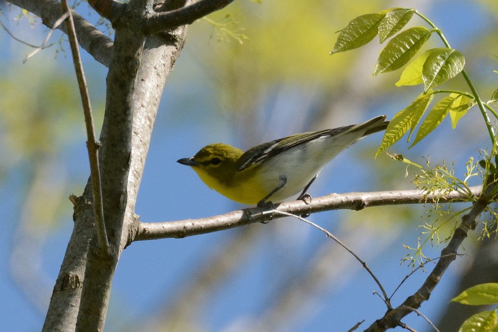 Vireo, Yellow-throated, 2015-05146486 Pierpont Meadow, MA.JPG - Yellow-throated Vireo. Pierpont Meadow Wildlife Sanctuary, MA, 5-14-2015